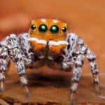 Maratus nemo. Odkryto gatunek bajkowego pająka
