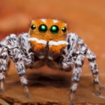 ​Maratus nemo. Odkryto gatunek bajkowego pająka