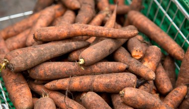 Marchewkę przechowuj tylko w ten sposób. Będzie świeża przez całą zimę