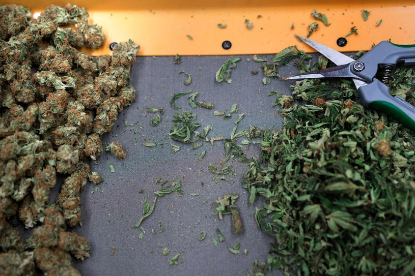 Marihuana, której używa Chris jest przebadana i pochodzi z legalnych upraw na terenie USA /AFP