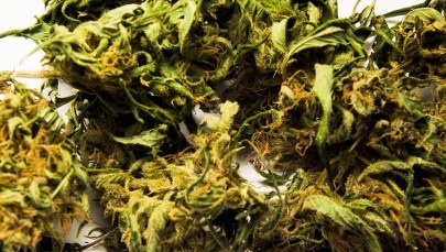 Marihuana może powodować psychozy 