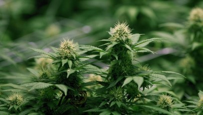 Marihuana na receptę dla ciężko chorych pacjentów. Bundestag przyjął ustawę