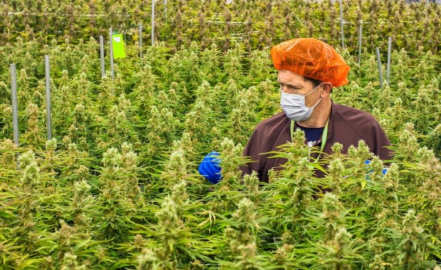 Marihuana nie uśmierza ostrego bólu. Wręcz przeciwnie...