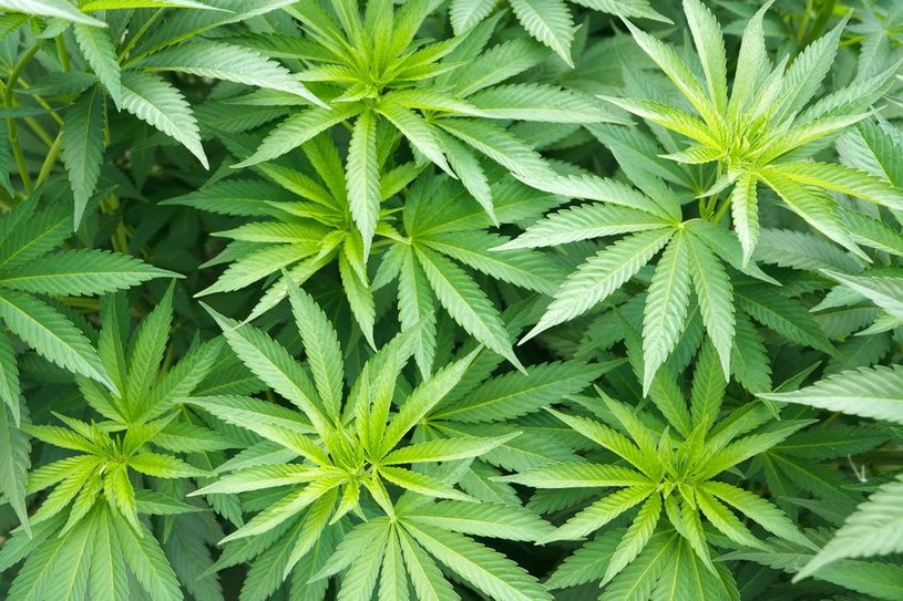 Marihuana stłumi stan zapalny /123RF/PICSEL