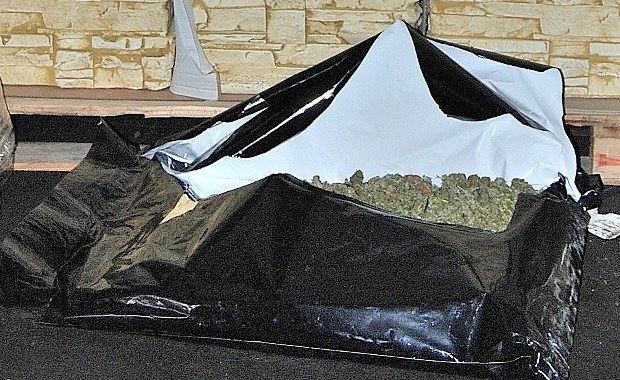 Marihuana ukryta w... doniczkach. Areszt dla 52-latka 