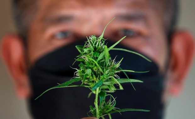 Marihuana w doniczce na własny użytek. Nowe prawo w Tajlandii