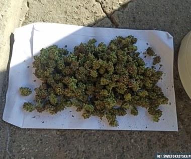 Marihuana w suszarce spożywczej. 26-latek w rękach policji