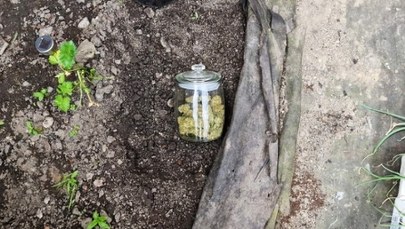 Marihuana zakopana w ogródku 