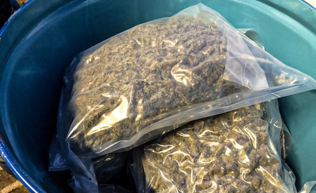 Marihuana zamiast koncentratu pomidorowego w transporcie z Hiszpanii