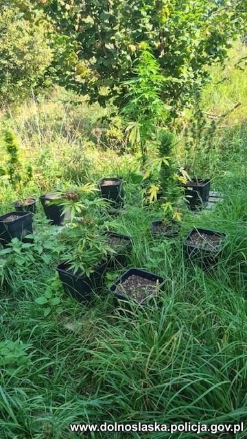 Marihuana zarekwirowana przez policjantów z Bystrzycy Kłodzkiej /Policja Dolnośląska /Policja