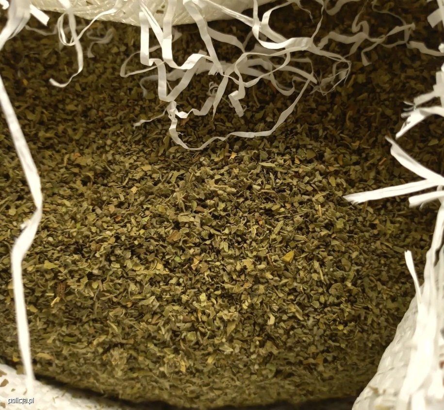 Marihuana /KWP Bydgoszcz /Policja