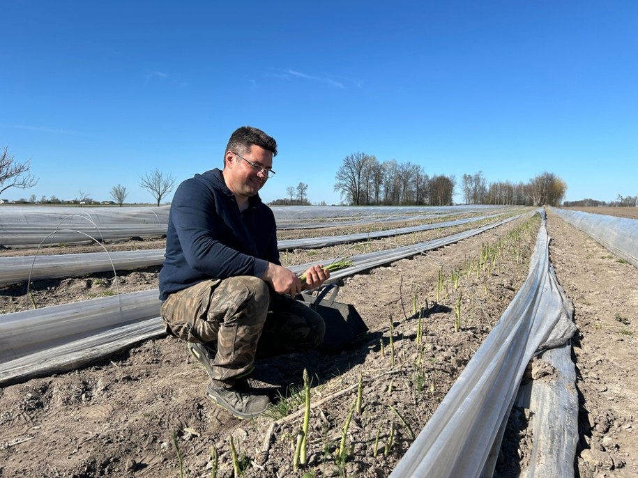 Mariusz Szachogłuchowicz - plantator szparagów z powiatu łowickiego /Magdalena Grajnert /RMF FM