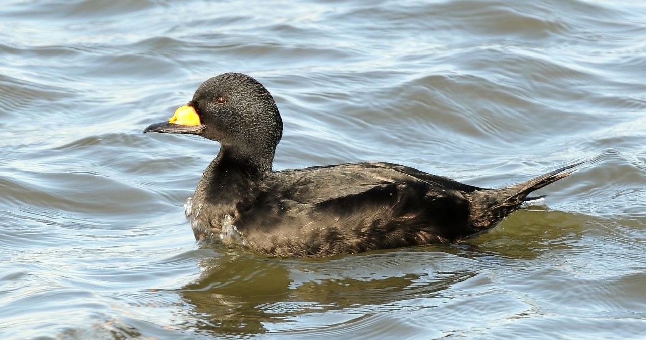 Markaczka amerykańska w Polsce zelektryzowała ornitologów i pasjonatów przyrody /Peter Massas /CC BY-SA 2.0