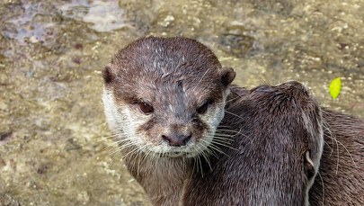 ​Marlena i Wincent znów zostali rodzicami. Cztery nowe wyderki w łódzkim Orientarium 