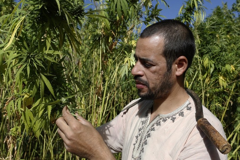 Maroko. Abdelkhalek Ben Abdellah dogląda plantacji marihuany w górskiej miejscowości Bni Hmed /East News