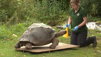 Marsz na wagę! Londyńskie zoo zorganizowało specjalny dzień