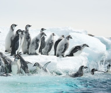 "Marsz pingwinów 2: Przygoda na krańcu świata" [trailer]