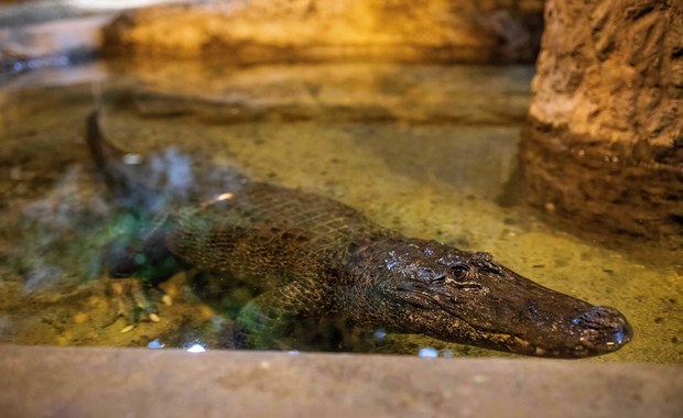 Marta skończy 92 lata. Nietypowe urodziny w płockim zoo