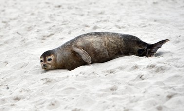 Martwa foka w Kołobrzegu. Zwierzę znaleziono przy falochronie 