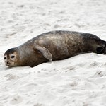 Martwa foka w Kołobrzegu. Zwierzę znaleziono przy falochronie 