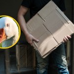 gęś Martwa gęś w kartonie. Hodowczyni oskarżona o okrucieństwo