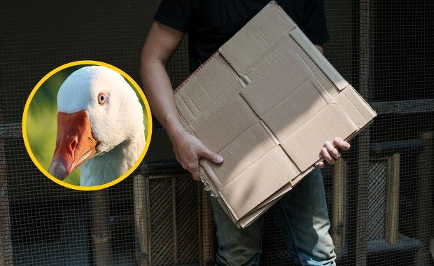 Martwa gęś w kartonie. Hodowczyni oskarżona o okrucieństwo