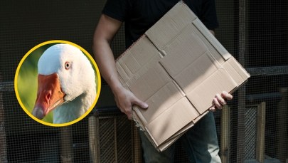 Martwa gęś w kartonie. Hodowczyni oskarżona o okrucieństwo