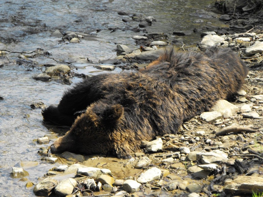 Martwa niedzwiedzica znaleziona nad Soliną /foto. Szczepan /Gorąca Linia RMF FM