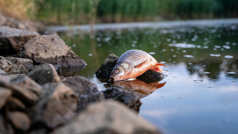 Martwa ryba w Odrze /NewsLubuski /East News