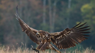 ​Martwe bieliki w Nadleśnictwie Żmigród: Sprawcą jest człowiek