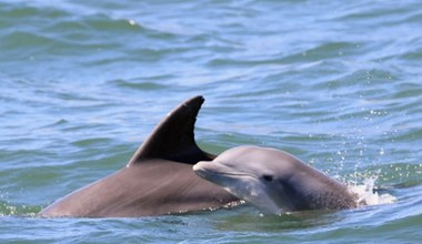 Martwe delfiny na brzegu w New Jersey. "Zdrowie delfinów jest wskaźnikiem zdrowia oceanów"