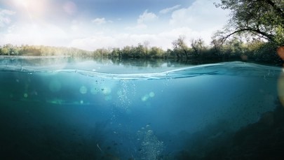 Martwe dziki na brzegu Jeziora Wronczyńskiego. Znamy przyczynę ich śmierci