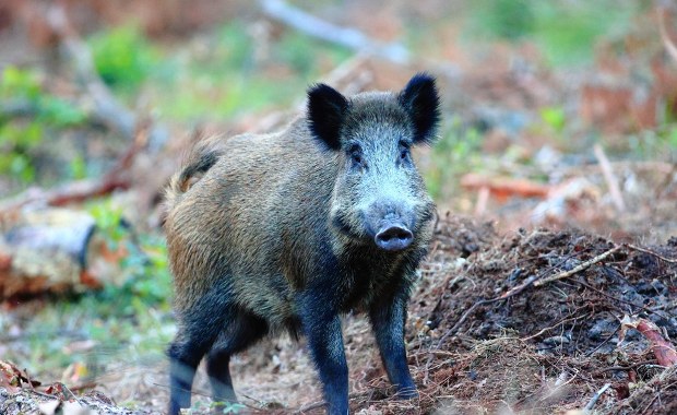 Martwe dziki w Łódzkiem. Potwierdzono ASF u kolejnych padłych zwierząt