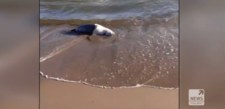Martwe foki na polskim wybrzeżu. Zauważyła je turystka 