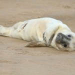 Martwe foki nad Bałtykiem. Już 8 osobników, od Kołobrzegu do Ustki