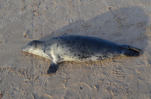 Martwe foki wyrzucane na bałtyckie plaże. Na razie nie wiadomo, dlaczego zginęły /Konrad Wrzecionkowski/WWF /