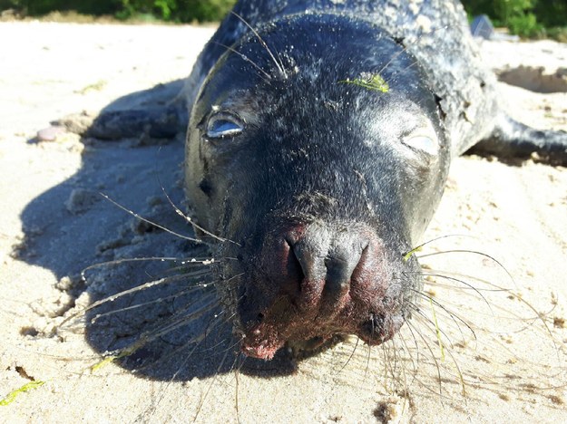 Martwe foki wyrzucane na bałtyckie plaże. Na razie nie wiadomo, dlaczego zginęły /P.Roczniak/WWF /