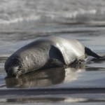 Martwe foki wyrzucane na brzeg. Naliczono już ponad setkę