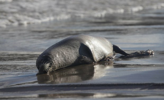 Martwe foki wyrzucane na brzeg. Naliczono już ponad setkę