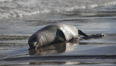 Martwe foki wyrzucane na brzeg. Naliczono już ponad setkę