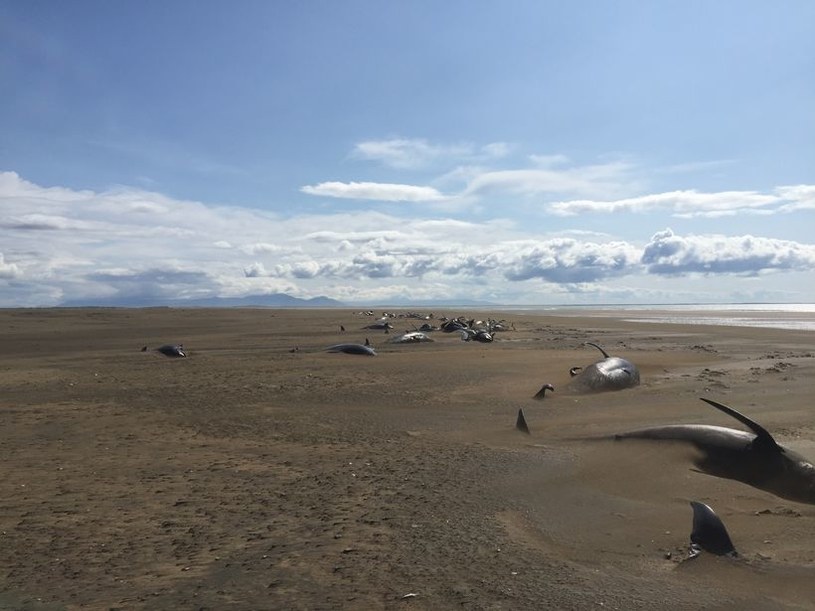 Martwe grindwale na islandzkiej plaży /materiały prasowe