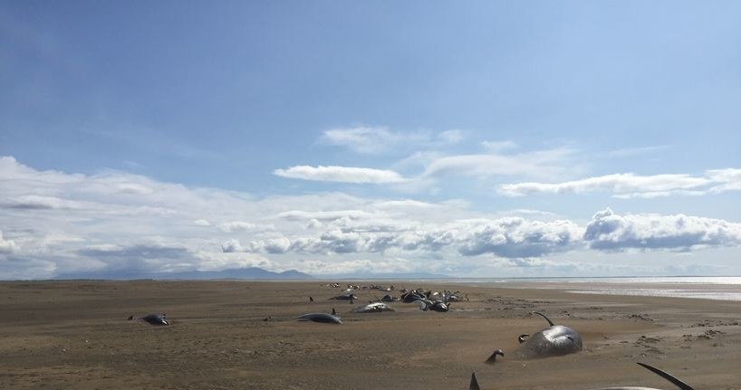 Martwe grindwale na islandzkiej plaży /materiały prasowe