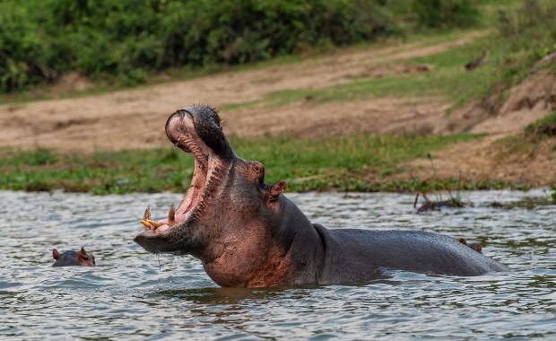Martwe hipopotamy unosiły się na rzece. Zatruło się około 50 zwierząt