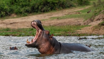 Martwe hipopotamy unosiły się na rzece. Zatruło się około 50 zwierząt