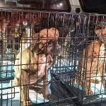 Martwe i zaniedbane psy w nielegalnej hodowli. Właściciel zatrzymany