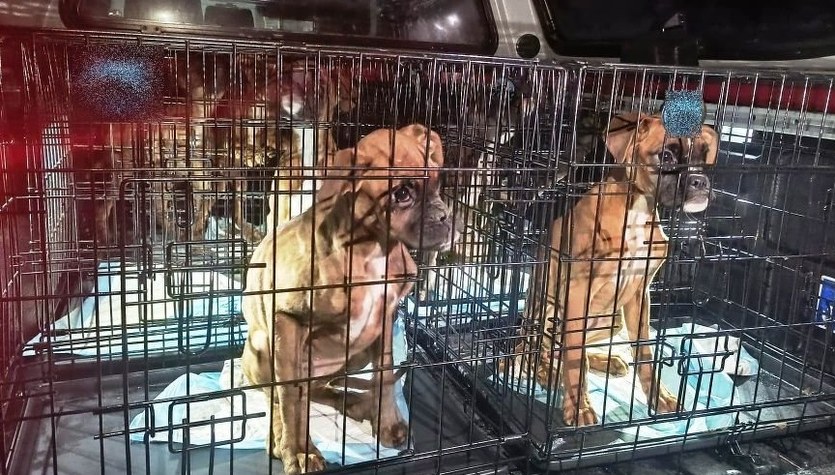 Martwe i zaniedbane psy w nielegalnej hodowli. Właściciel zatrzymany