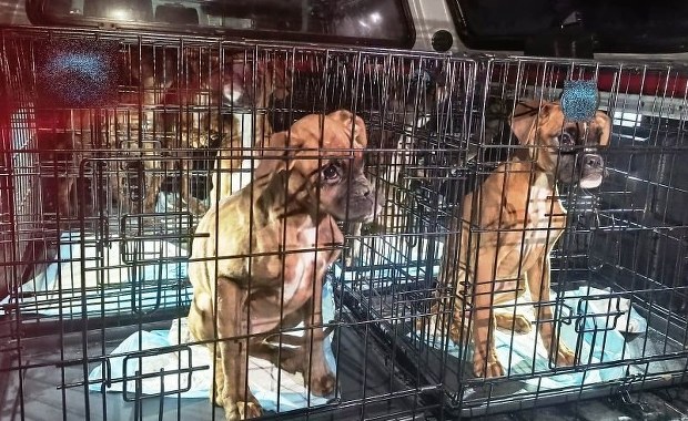 Martwe i zaniedbane psy w nielegalnej hodowli. Właściciel zatrzymany