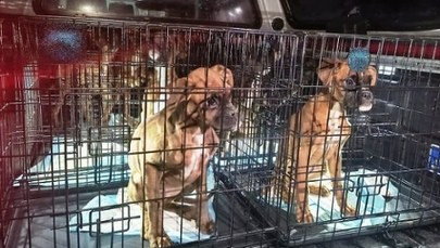 Martwe i zaniedbane psy w nielegalnej hodowli. Właściciel zatrzymany