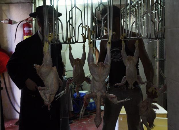 Martwe kury, które zostały zabite podczas rutuału kapparot /Getty Images/Flash Press Media