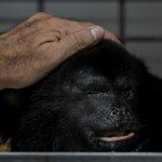 Martwe małpy spadają z drzew. Zabójcze upały w Meksyku